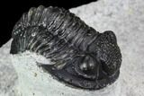 Morocconites Trilobite With Gerastos - Morocco #108542-10